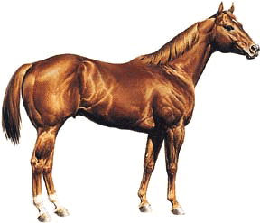 [Quarter Horse Image]